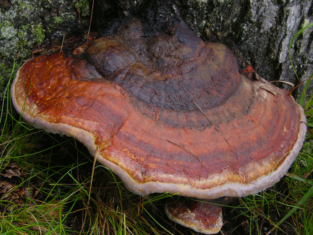 Pioggia per 2 giorni...i funghi arriveranno